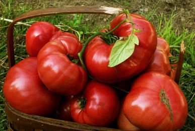 Tomato | Brandywine Tomato