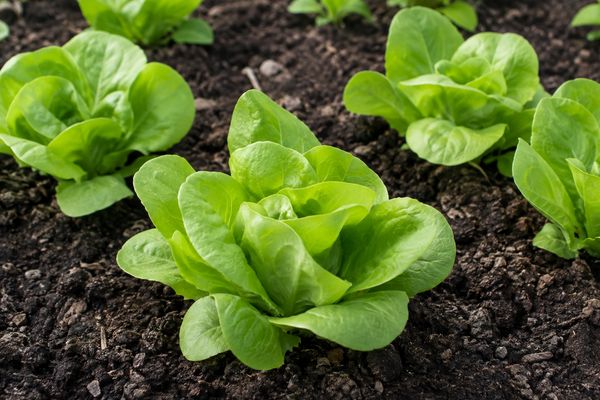 Lettuce | Butterhead 'Hilde II'