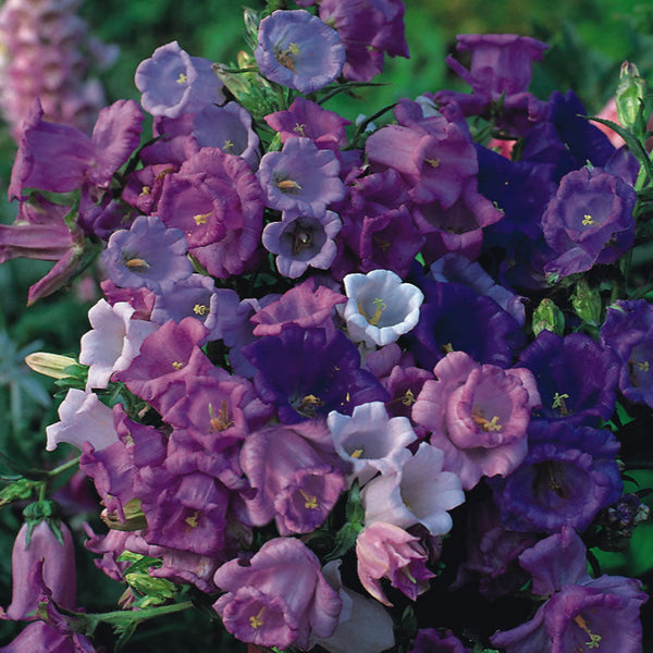 campanula - mix