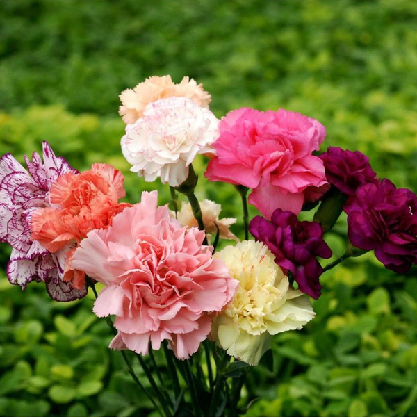 perennially punctual