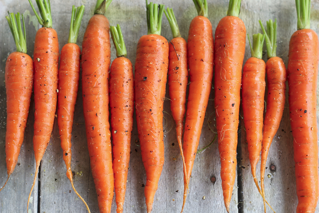 Carrot | Touchon