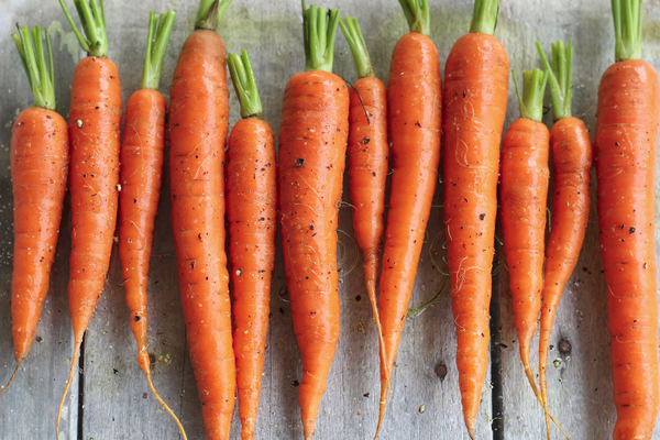Carrot | Touchon