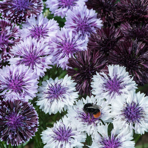 centaurea - classic magic mix