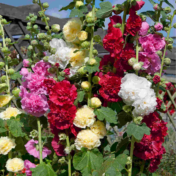 perennially punctual