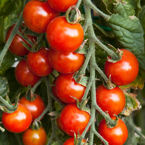 Tomato | Tiny Tim Cherry Tomato