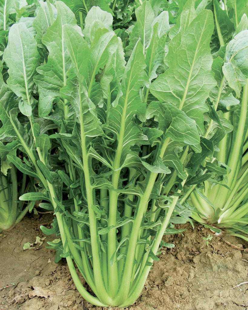 Chicory Cicoria Catalogna chicory-cicoria-catalogna