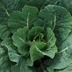 collard
