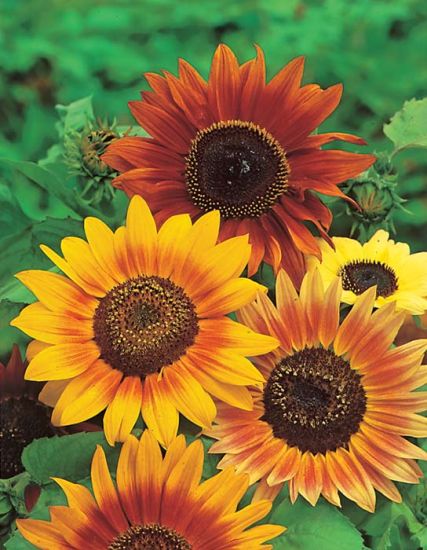 sunflower - colour fashion (200 seeds)
