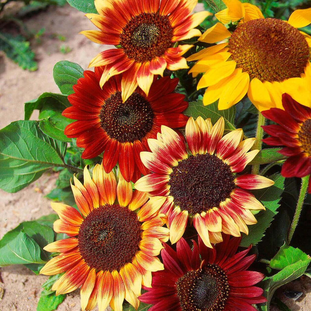 sunflower - colour fashion (200 seeds)
