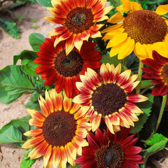 sunflower - colour fashion (200 seeds)