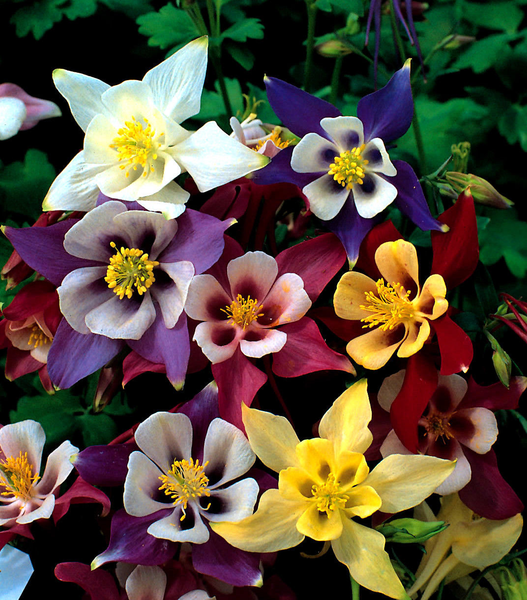 columbine - mckanas giants