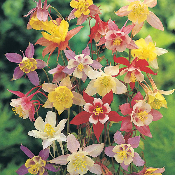 columbine - mckanas giants