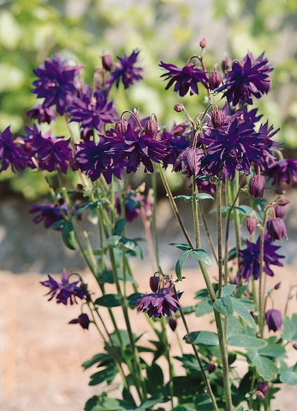 columbine - purple barlow