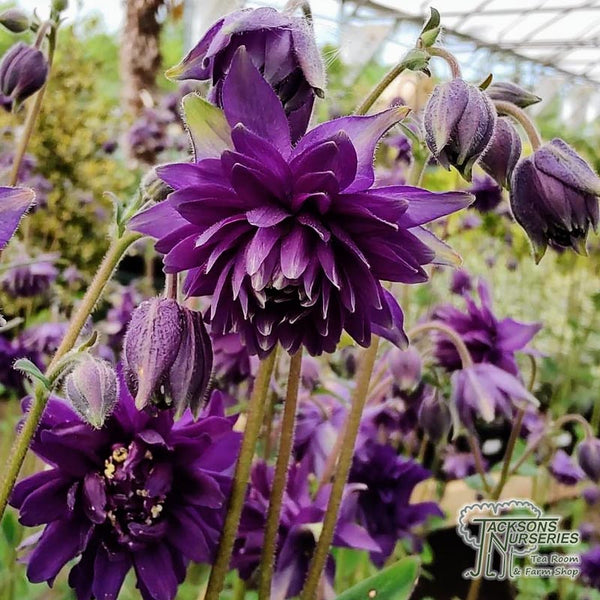 columbine - purple barlow