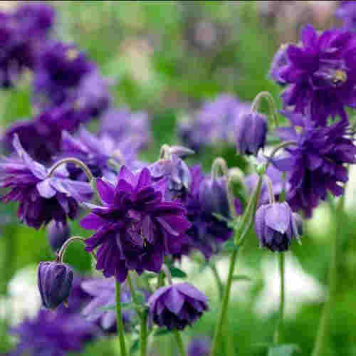 columbine - purple barlow