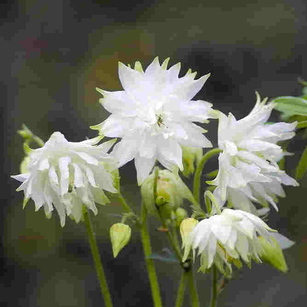 columbine - white barlow