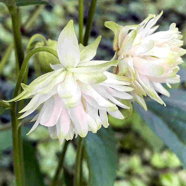 columbine - white barlow