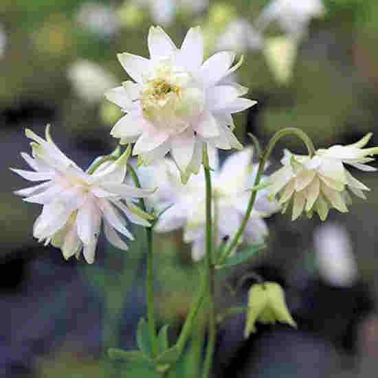 columbine - white barlow