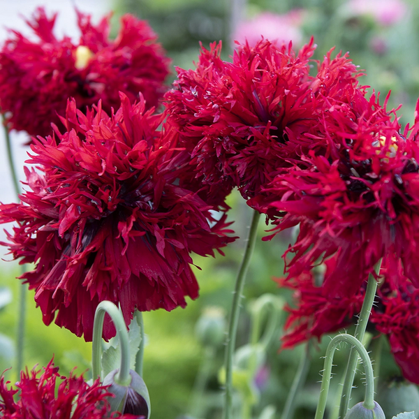 poppy - crimson feathers