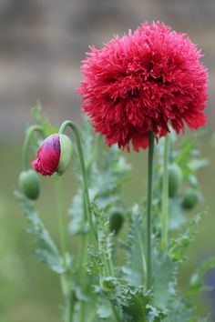 poppy - crimson feathers