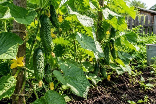 Cucumber | Marketmore 76