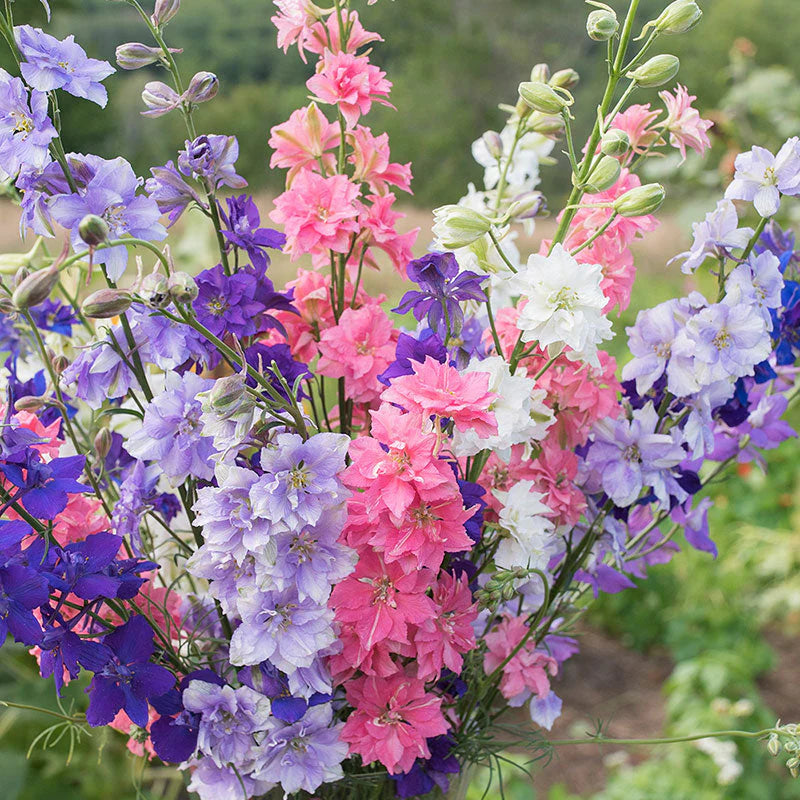 delphinium2_1024x1024.webp?v= delphinium2_1024x1024.webp?v=