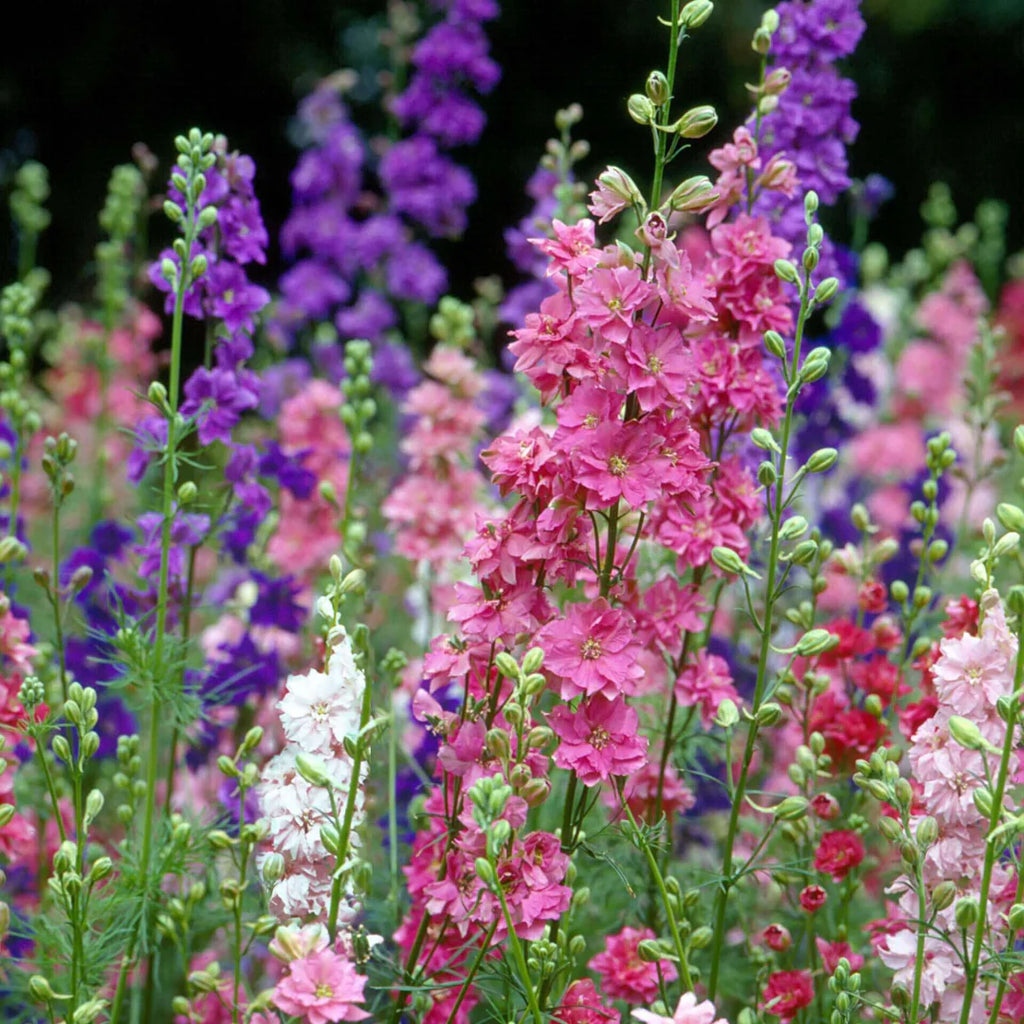 delphinium3_1024x1024.webp?v= delphinium3_1024x1024.webp?v=