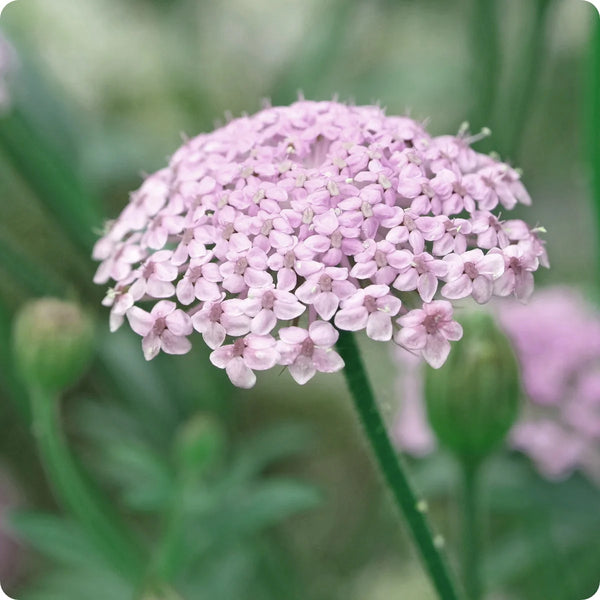 didiscus - pink mix