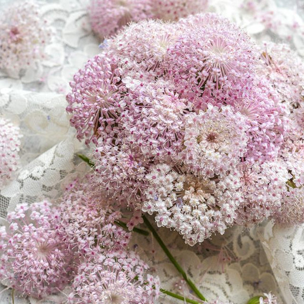 didiscus - pink mix
