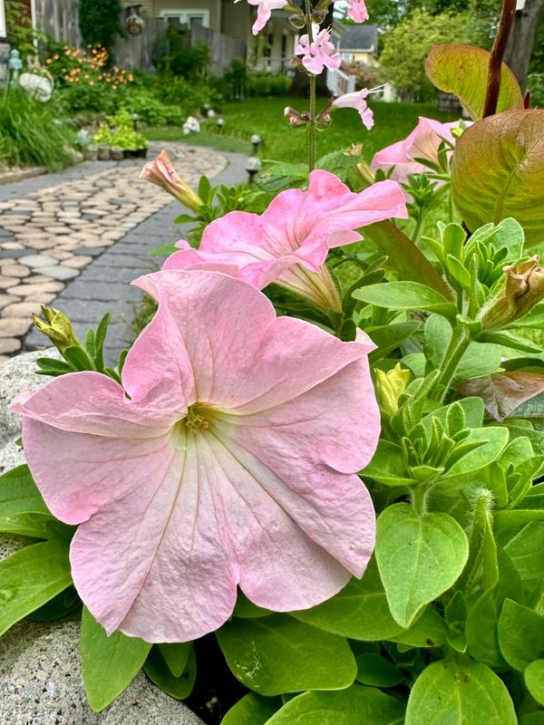 dreams petunia - appleblossom