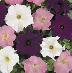 dreams petunia - niagara falls