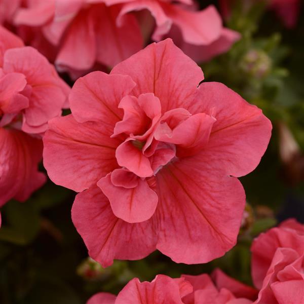 double petunia - duo salmon