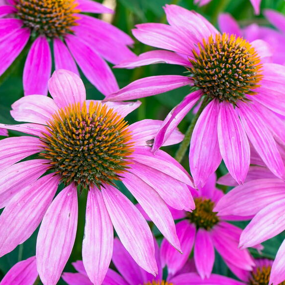 perennially punctual