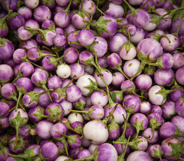 eggplant - rosa bianca