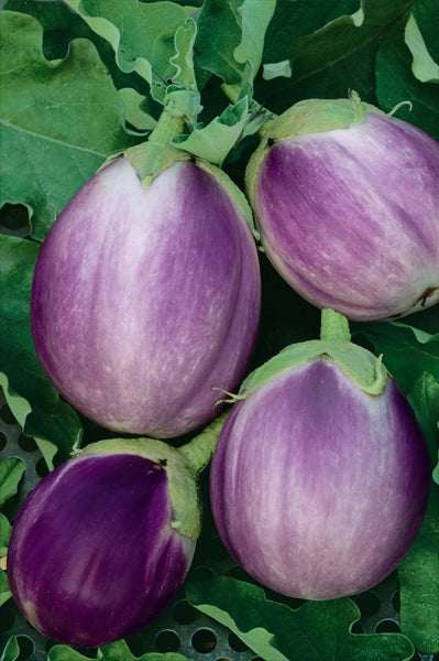 eggplant - rosa bianca