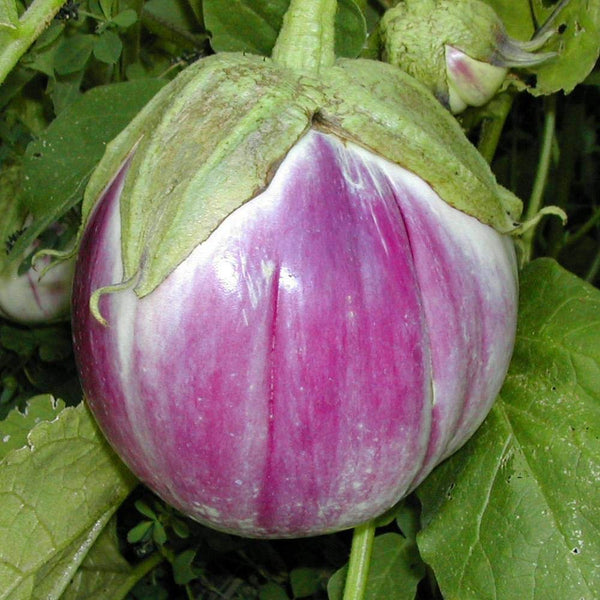 eggplant - rosa bianca