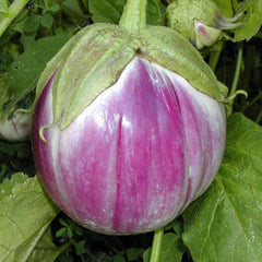 eggplant - rosa bianca