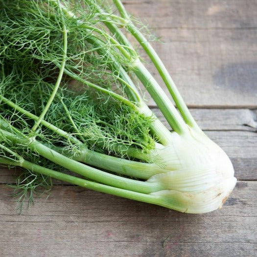 fennel