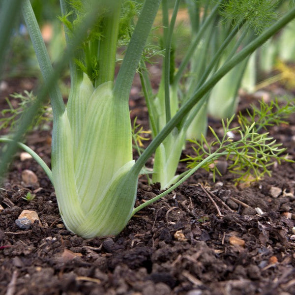 fennel