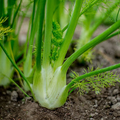 fennel