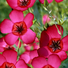 linum - scarlet