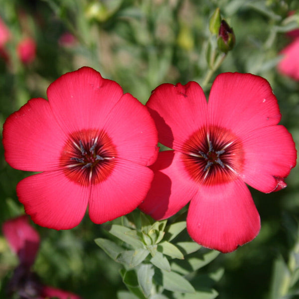linum - scarlet