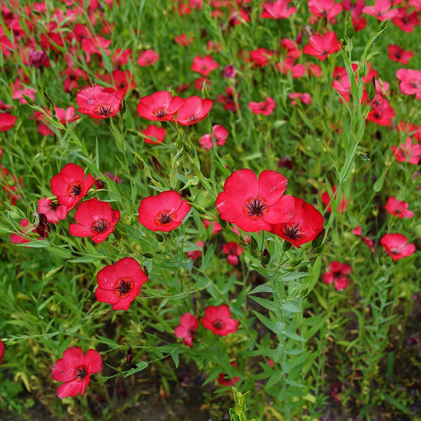 linum - scarlet