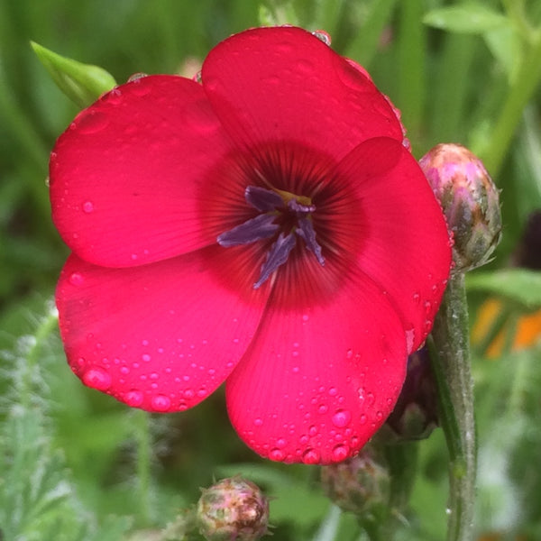linum - scarlet