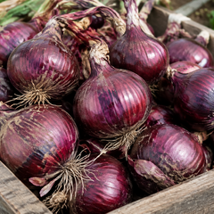Onion | Red of Florence Round