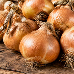 Onion | Spanish 'Ailsa Craig'