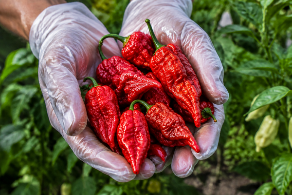 Pepper | Ghost Pepper 'Bhut Jolokia'