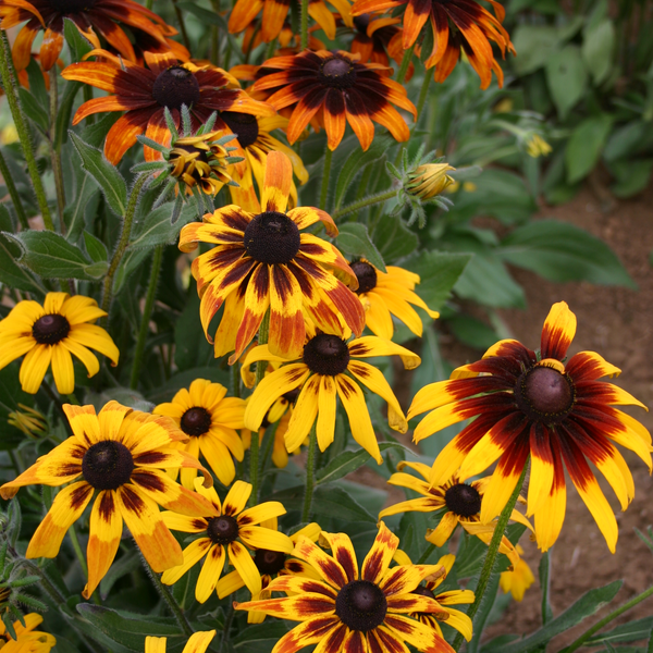 perennially punctual