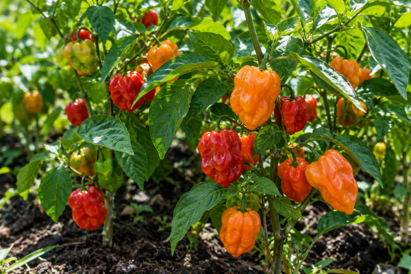Pepper | Habanero