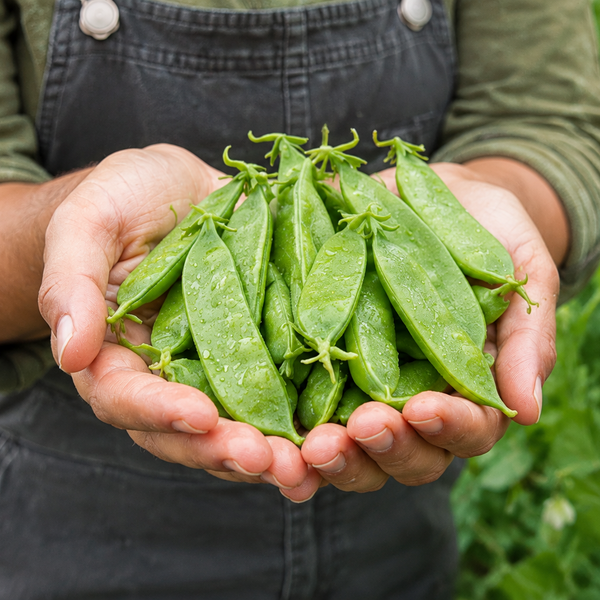 Pea | Snow Pea 'Avalanche'